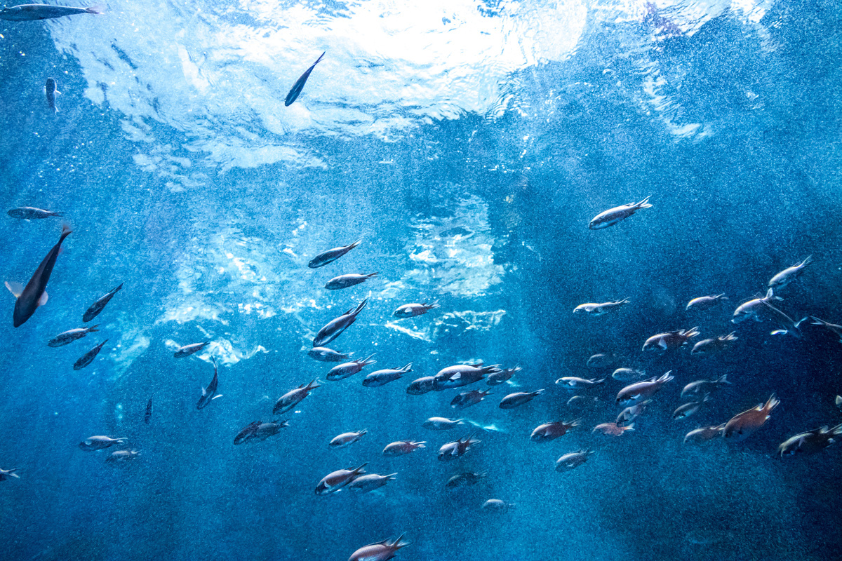 One Voice et Sea Shepherd France se mobilisent contre le projet d'aquarium à Dieppe