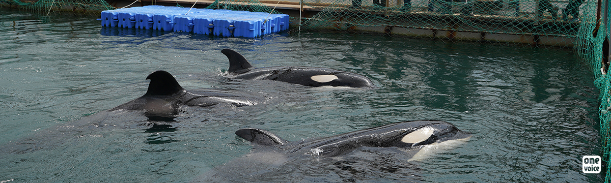 Orcas and belugas trapped in Russia: hope is reborn!
