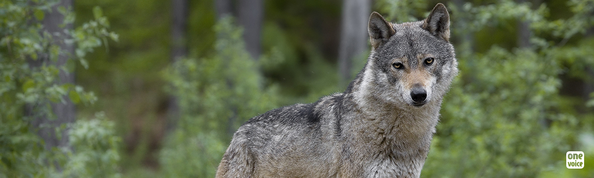 Wolves threatened by the pressure from hunters