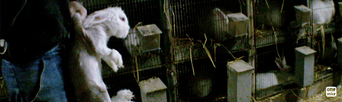 The public prosecutor of denies the suffering of angora rabbits during their live hair removal: this is shameful!