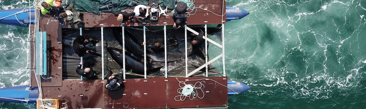 Prison des baleines : trois nouvelles orques libérées