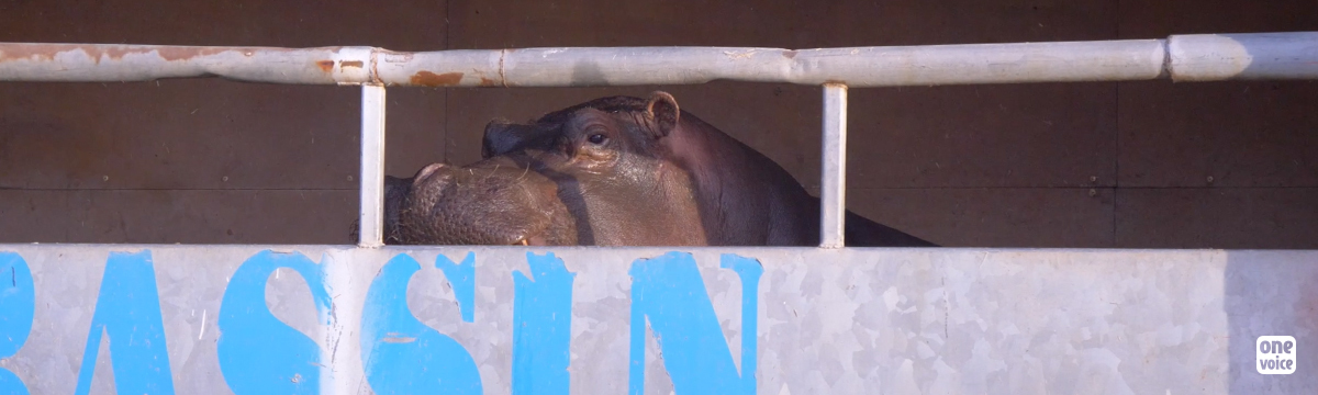 In battle for Boulie, the "circus" hippopotamus
