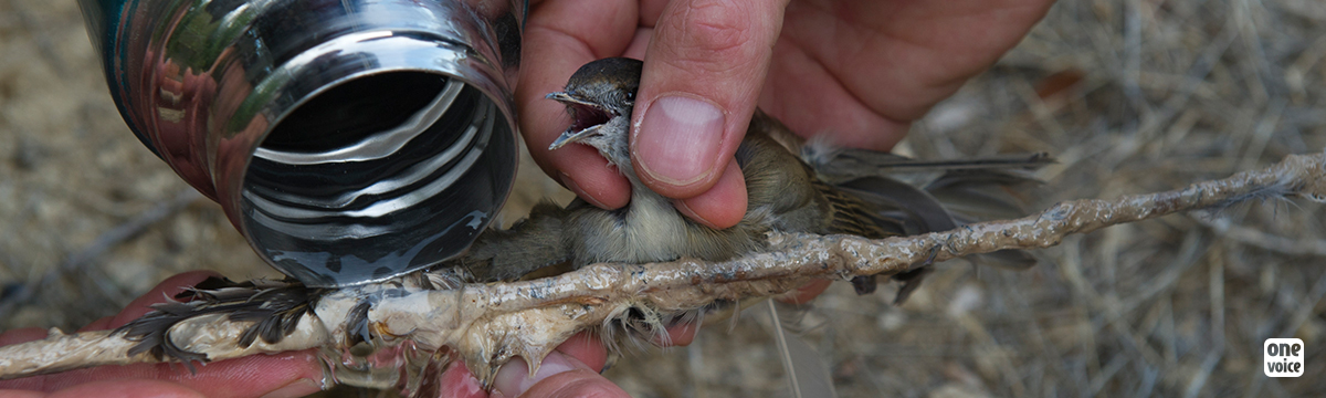 Les oiseaux déchantent, les chasseurs pourront continuer leurs massacres traditionnels 