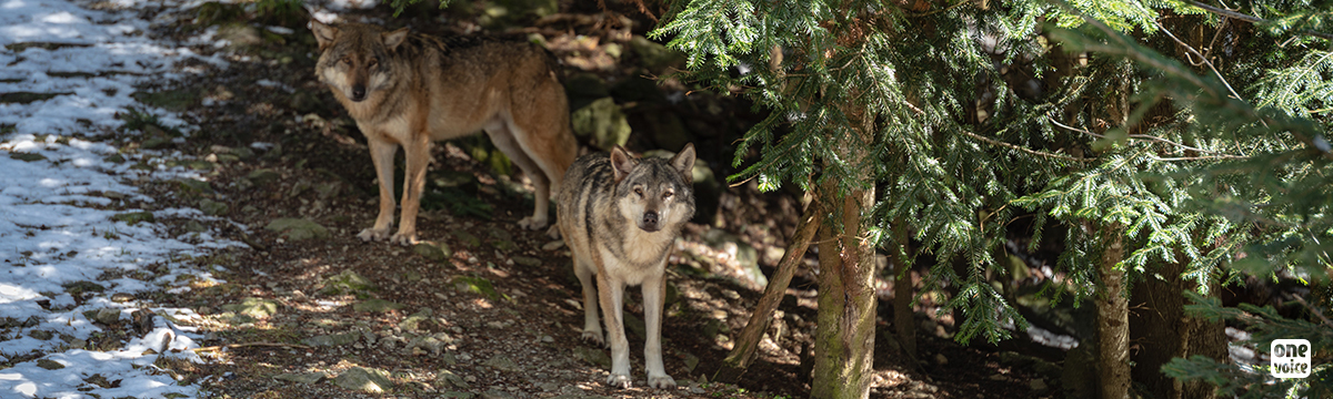 Wolves, the prey of the French State