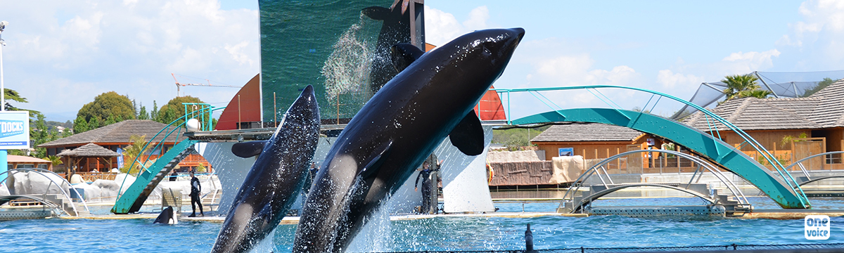 Pour les orques, Parques Reunidos doit prendre la bonne décision
