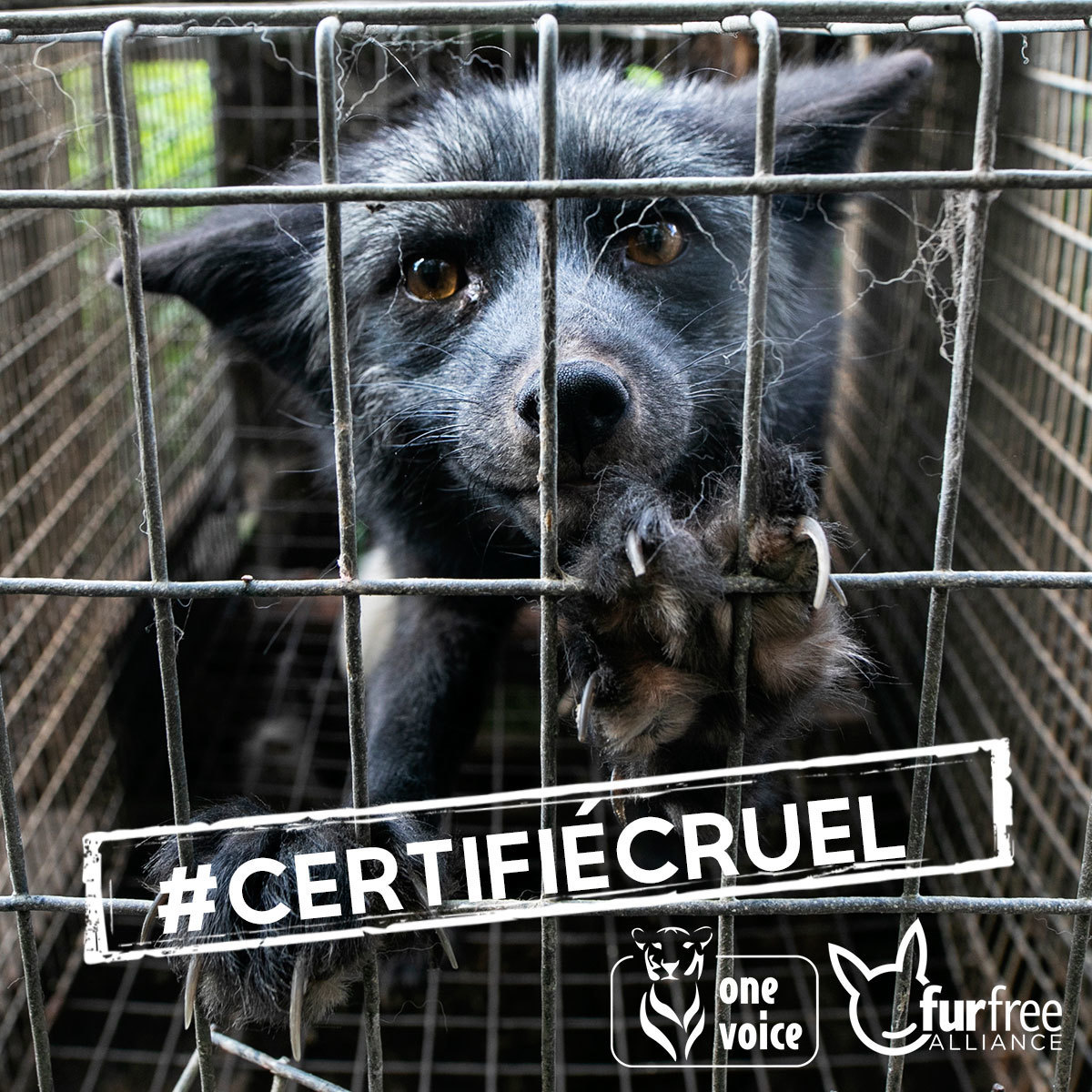 Le Programme « WelFur » de l’industrie de la fourrure : critiqué par les vétérinaires qui l’accusent de dissimuler la souffrance animale, condamné par les militants animalistes comme « manipulation cynique de l’opinion publique ».