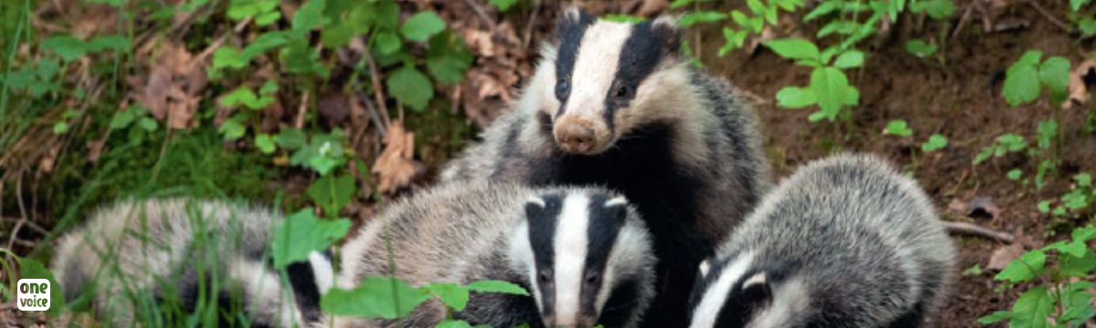 Badgers, these discreet heroes