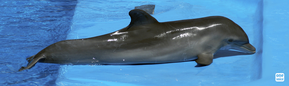 Stop construction of new dolphinarium in Bulgaria!