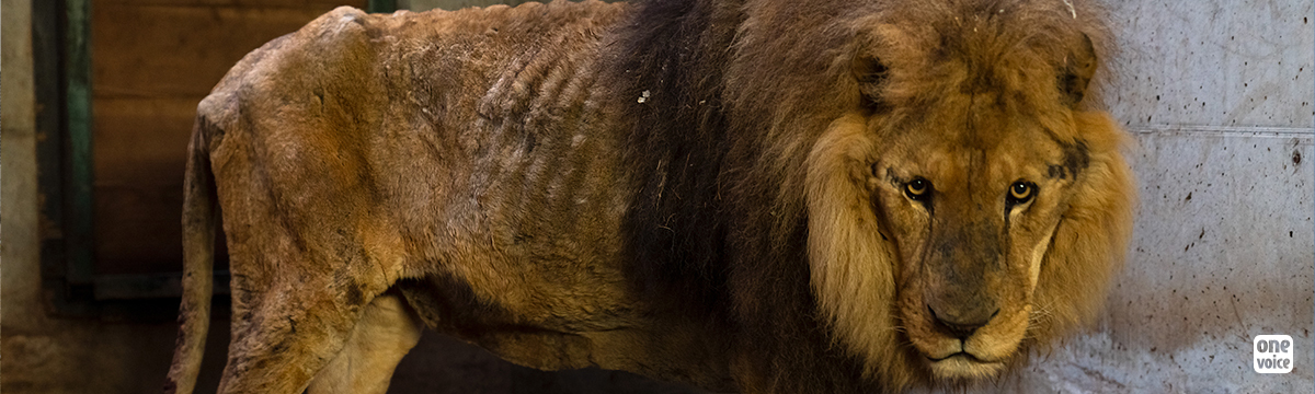 Sauvetage de Jon, lion martyr d’un cirque en France
