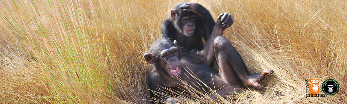 Au Centre de Conservation pour Chimpanzés de Guinée, nos plus proches cousins reprennent vie