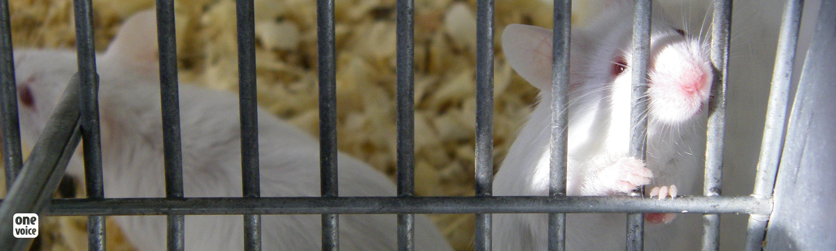 Toxine botulique : pour les souris, le combat continue !