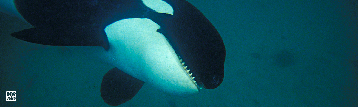 Ode to Orcas : la jeunesse planche sur la libération des orques captives