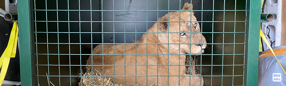 Unprecedented in France:  the action of One Voice results in four lionesses being seized from a circus because of ill-treatment.