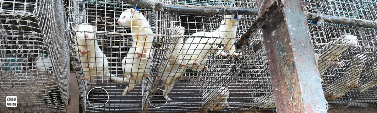 New investigation: Only four mink farms left in France – let's close them down!