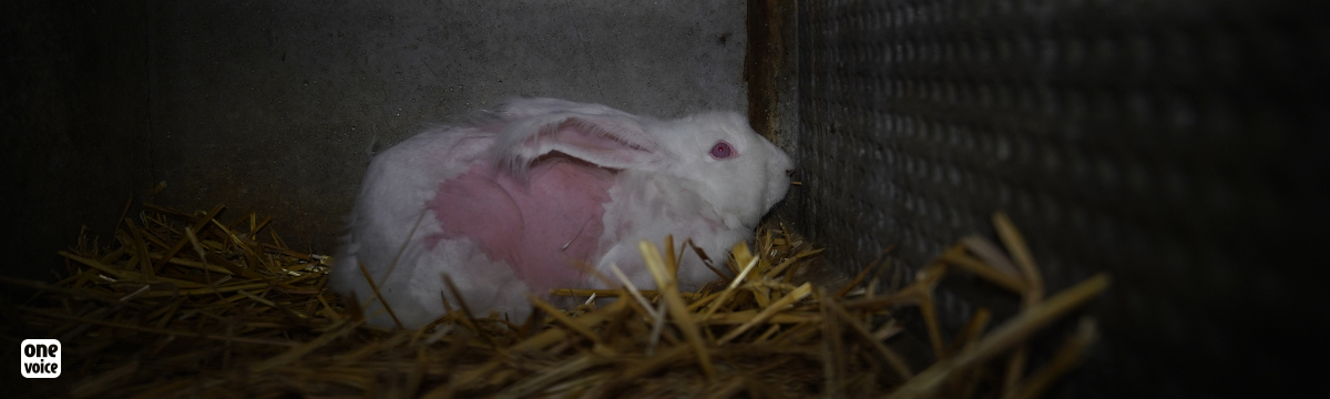 The screams of angora rabbits in France must not be drowned out by music!