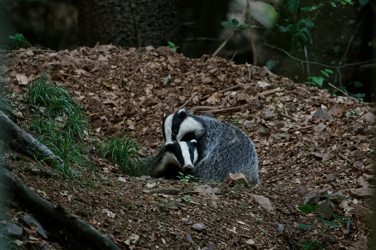 Victory! Badgers in Jura will be not killed in Spring nor next Summer!