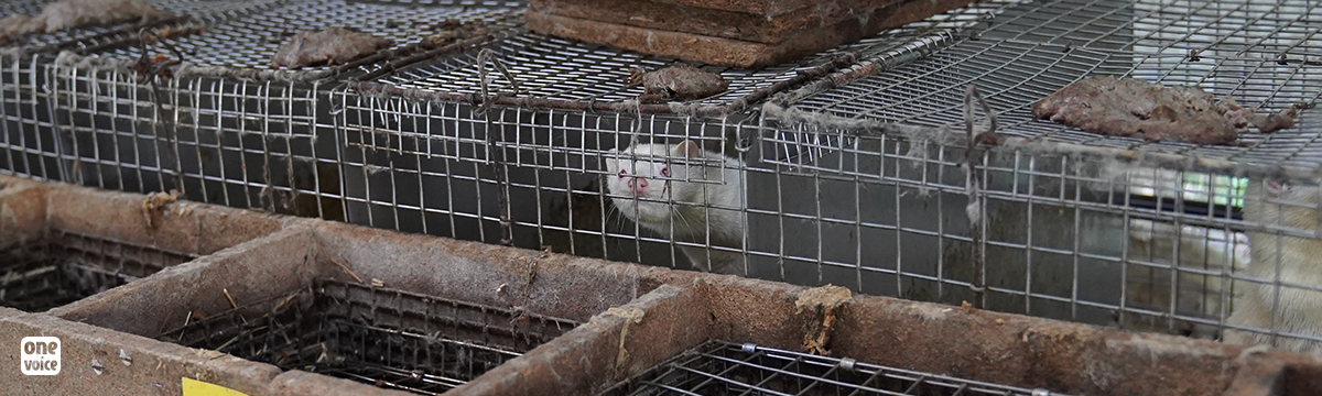 1000 mink slaughtered at the Eure-et-Loir fur farm because of cases of Covid-19