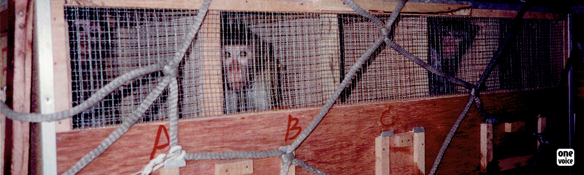 Des singes arrivent aujourd’hui aux États-Unis sur un vol de fret d'Air Bridge Cargo