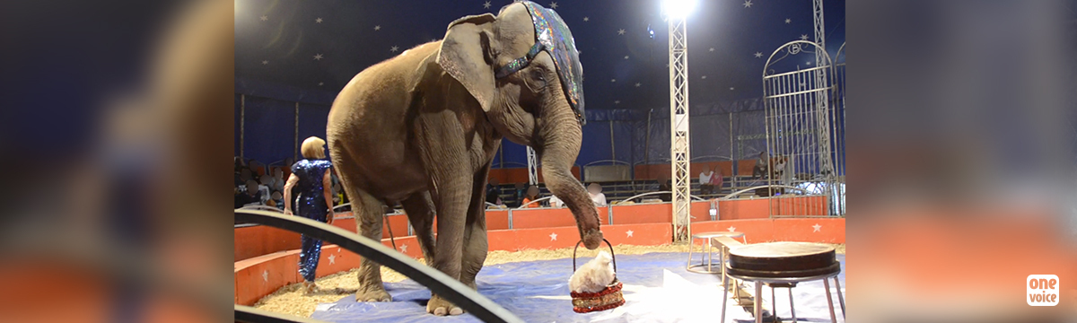 France, a refuge for circus trainers?