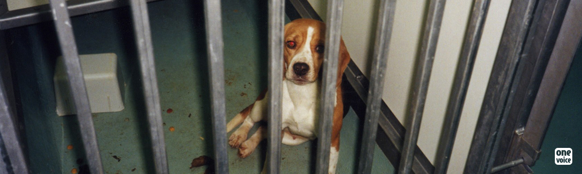 In Gannat, MBR Farms plays cat and mouse at the expense of dogs for the purposes of animal testing