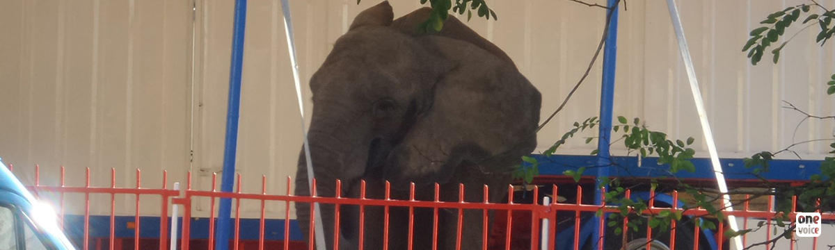 One Voice is at the administrative court in Marseille on Wednesday 26 May at 10am for Samba the elephant 