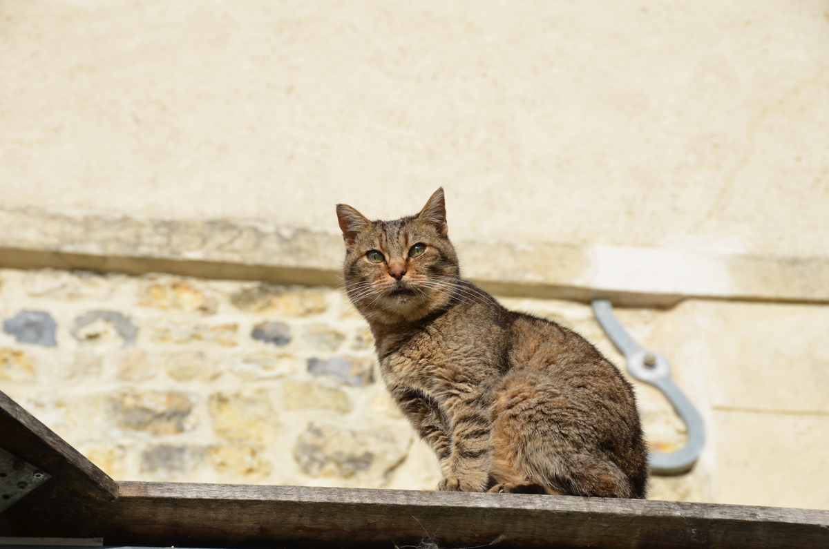 Pour les chats errants, inauguration du Chatipi de Villeneuve-lès-Béziers le 2 juin 2021 à 10h