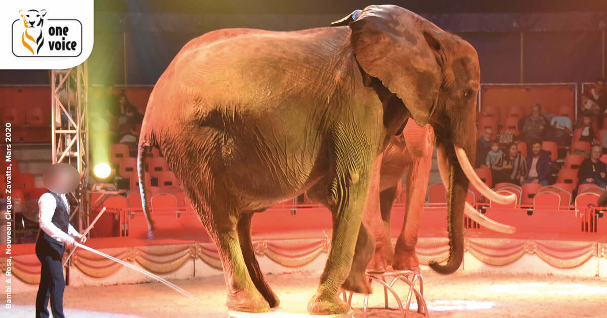 Le 19 juin, One Voice sera présente dans quatorze villes pour dire non à l’exploitation des animaux dans les cirques