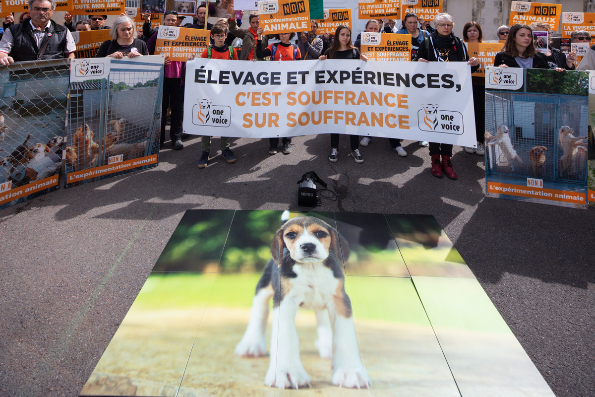 Contre l’agrandissement de l’élevage de chiens pour les laboratoires de l’Allier, One Voice au tribunal administratif de Clermont-Ferrand le 12 octobre.