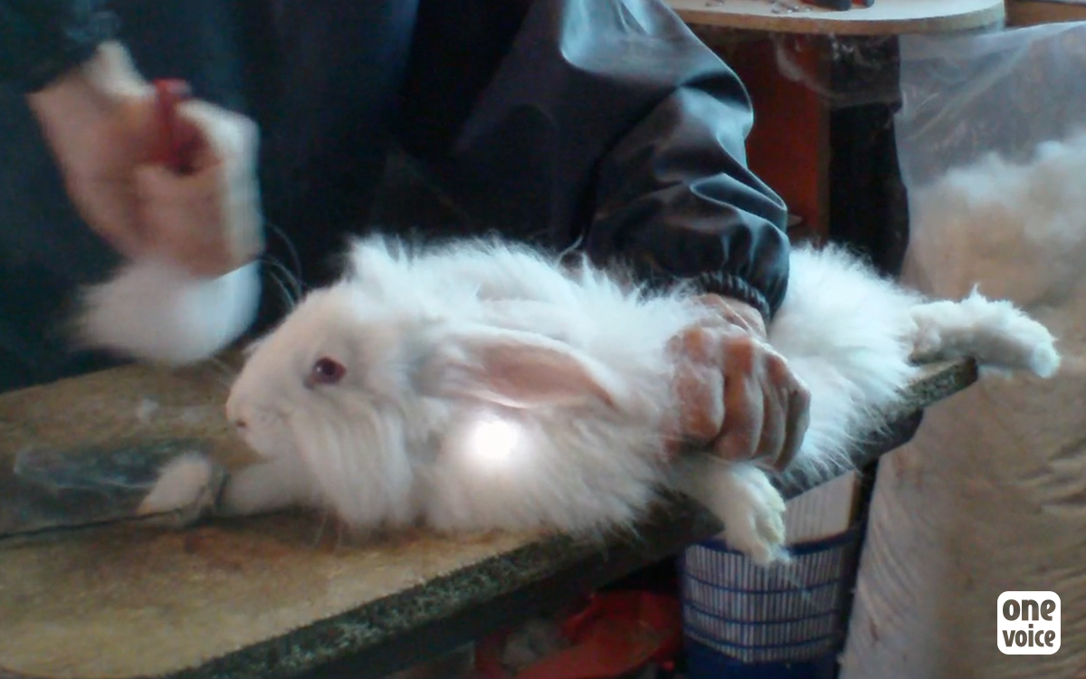 The squeals of Angora rabbits: One Voice is blowing the whistle in 16 towns in France on 22 and 23 January 2022