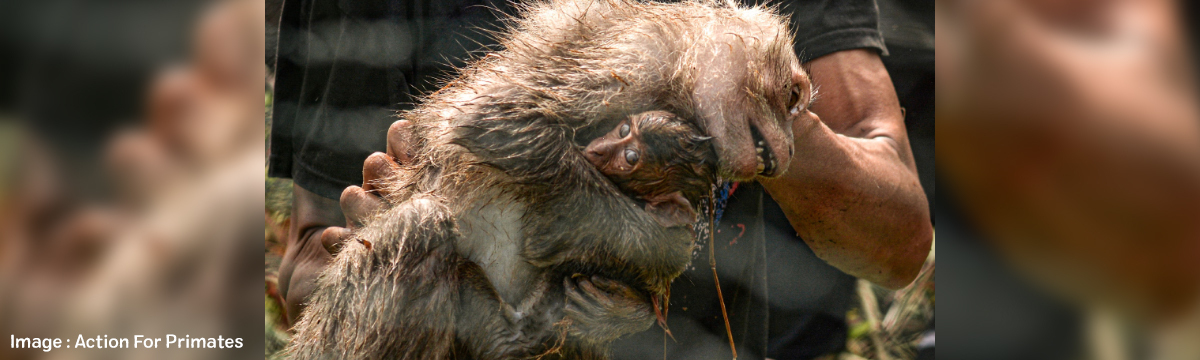 Indonesia must stop capturing monkeys for animal experimentation!