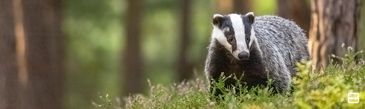 A legal victory for badgers in Saône-et-Loire. Our fight continues!