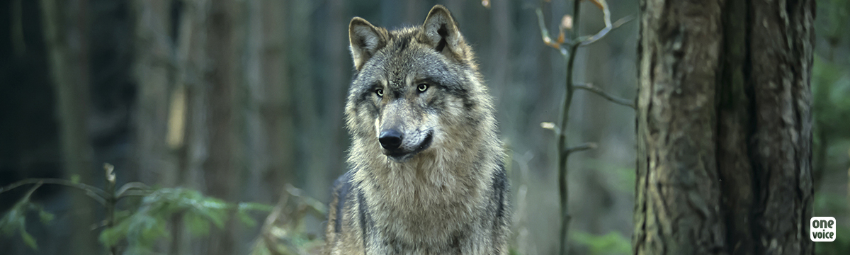 Pour les loups, One Voice au Conseil d’État, ce 23 mars