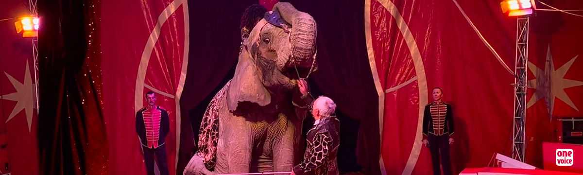 Samba, ou la sempiternelle exploitation d’une éléphante de cirque