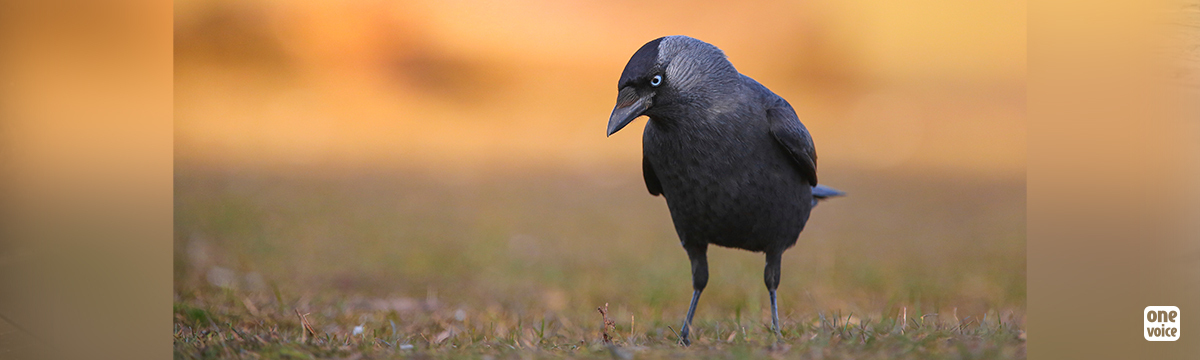 Jackdaws are being spared in Brittany!