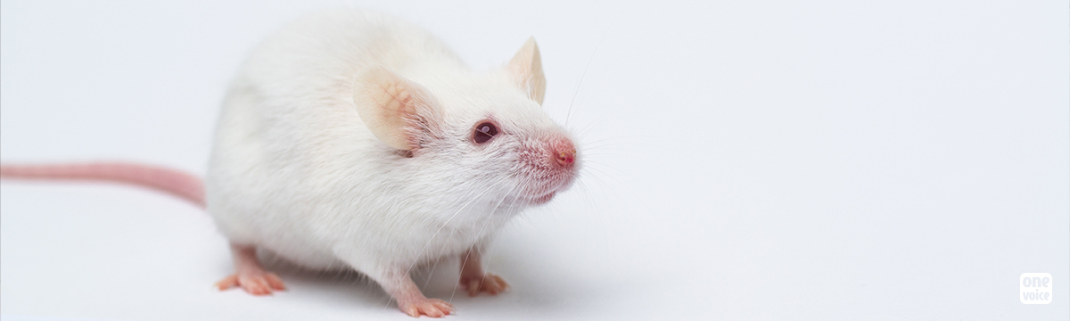 Hundreds of thousands of animals used illegally by French laboratories