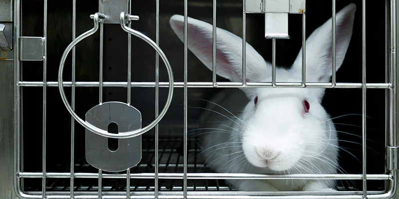 Plus de 300 000 animaux utilisés illégalement par les laboratoires français entre 2015 et 2020