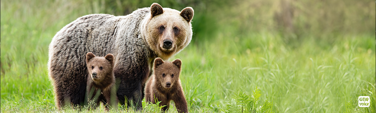 Pyrenean bears: with no access to justice, One Voice is demanding that the Prefect steps down!