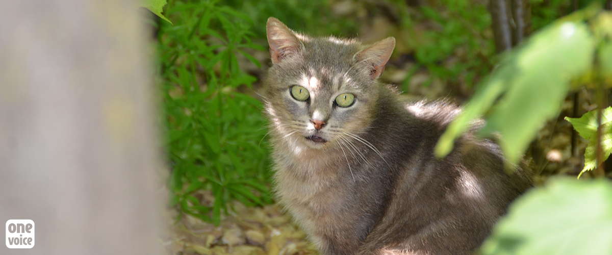 Pour les chats errants, inauguration des chatipis de Marignane (13) le 2 octobre et de Valbonne (06) le 4 octobre