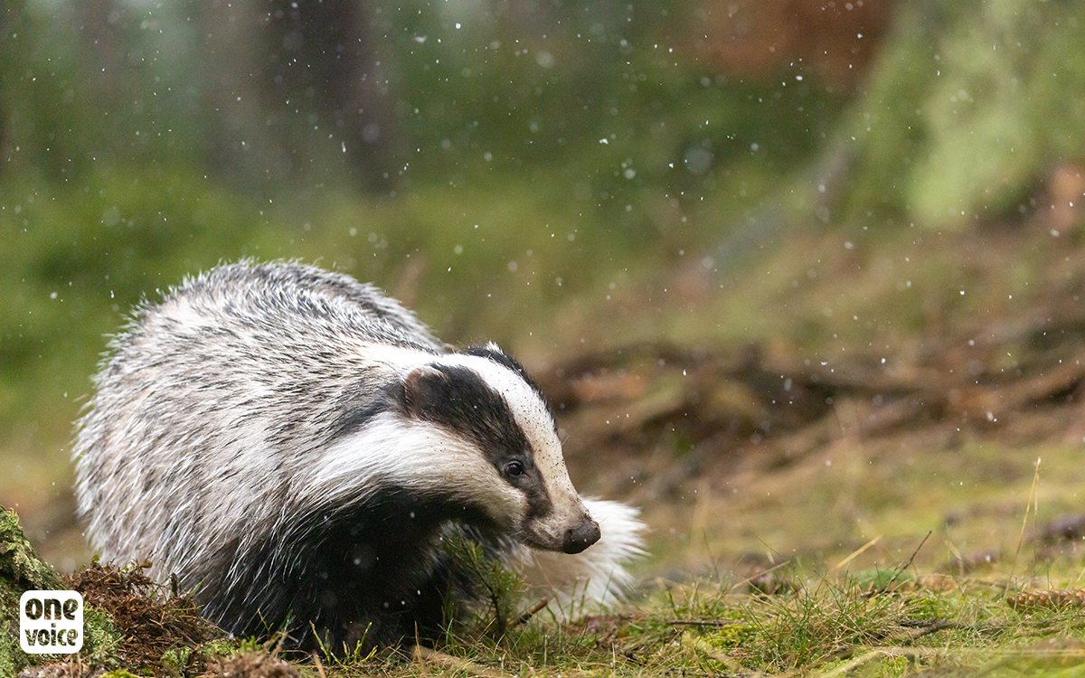 A slew of victories against badger digging: Bern’s reason for rejecting 10 NGOs’ complaints... 
