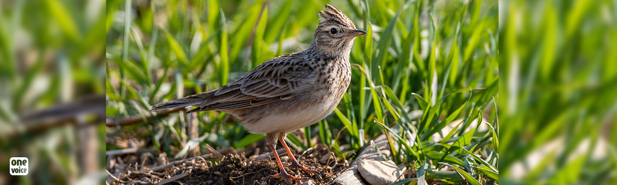 Traditional hunting of larks: Victory! The State Council has urgently suspended the decrees