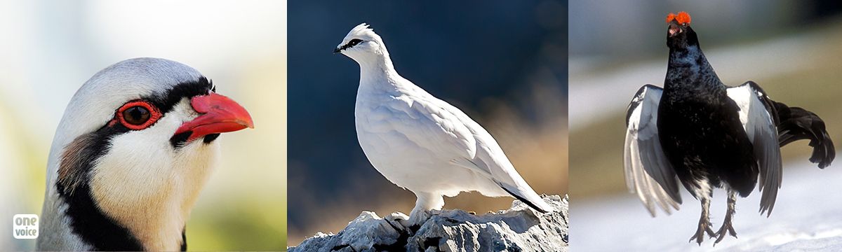 Victory for mountain Galliformes: One Voice has had the Savoie Prefect’s decree suspended!