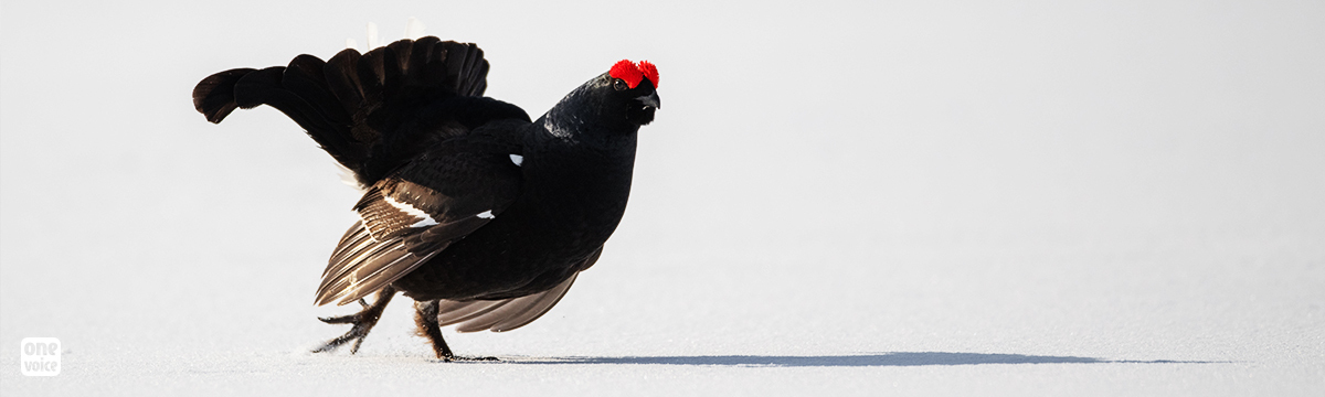 One Voice will defend black grouse at the Marseille Administrative Tribunal on Monday 24 October 2022