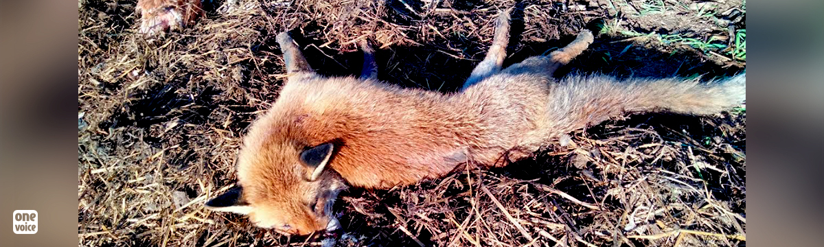 A dying fox, a walker threatened: will the ‘trapper’ soon be identified?