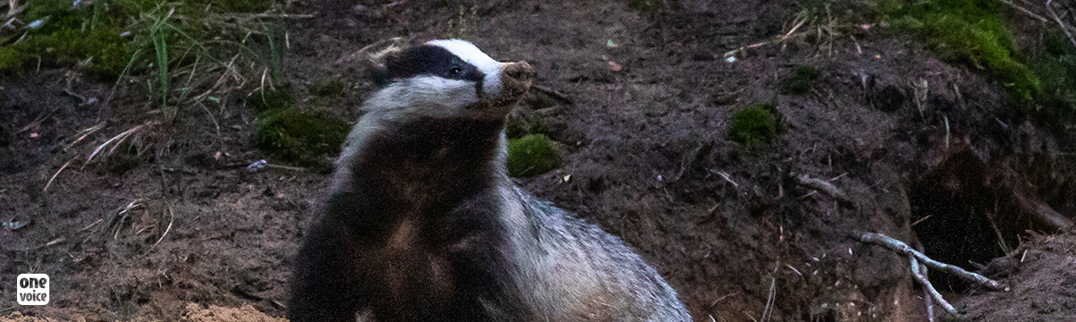 There will be no badger digging in Nièvre this spring!