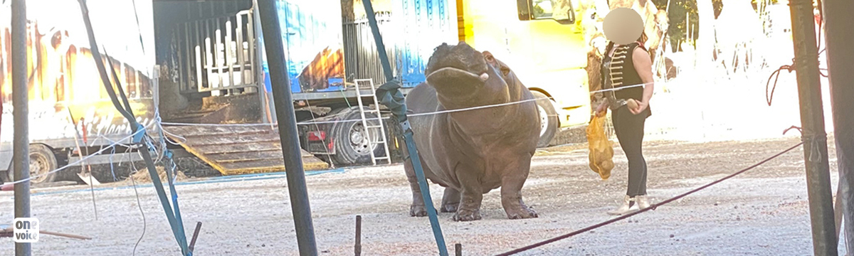 Captive circus animals: ministry subterfuges