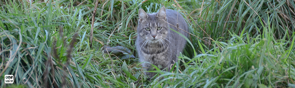 Montbéliard stray cats: One Voice is asking the town council to take responsibility.