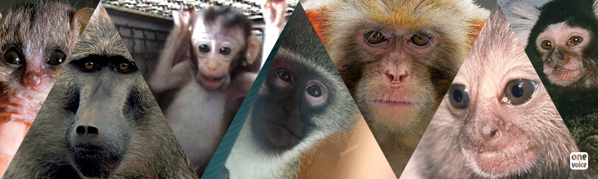 One Voice publie un nouveau rapport sur les primates dans l’expérimentation animale