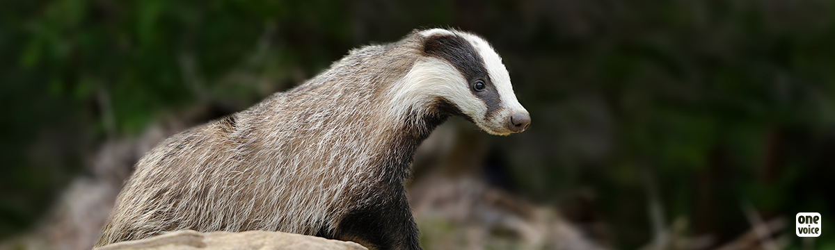 Allier, Puy-de-Dôme, Vienne… Badgers spared by the courts