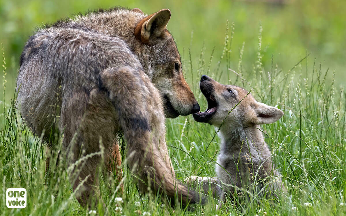 Les associations de défense des loups répondent au lobby de l'élevage de Bourgogne-Franche-Comté