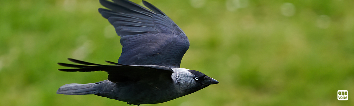 In court to save 16,000 Western jackdaws in Côtes-d’Armor and Finistère: hearing on 22 June in Rennes